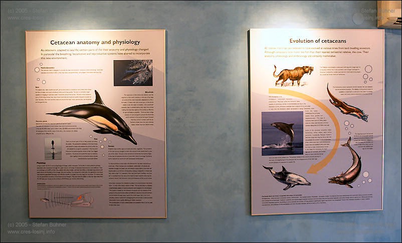 in der Ausstellung des Adriatic Dolphin Projects im Hafen von Veli Losinj in Kroatien kann man auf verschiendenen Wandtafeln<br>interessantes und Wissenswertes �der die Unterwassertierwelt rund um die Insel Losinj erfahren